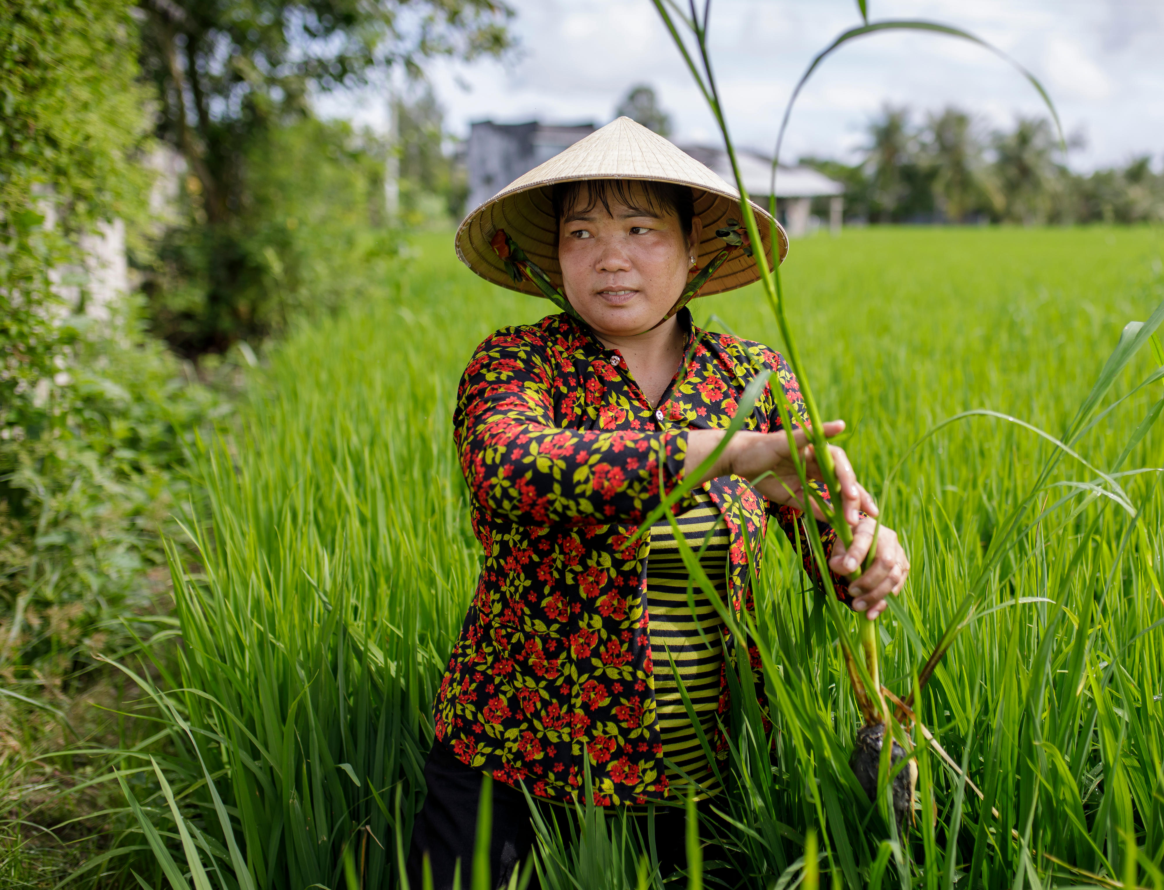 Bäuerin auf einem Reisfeld Vietnam