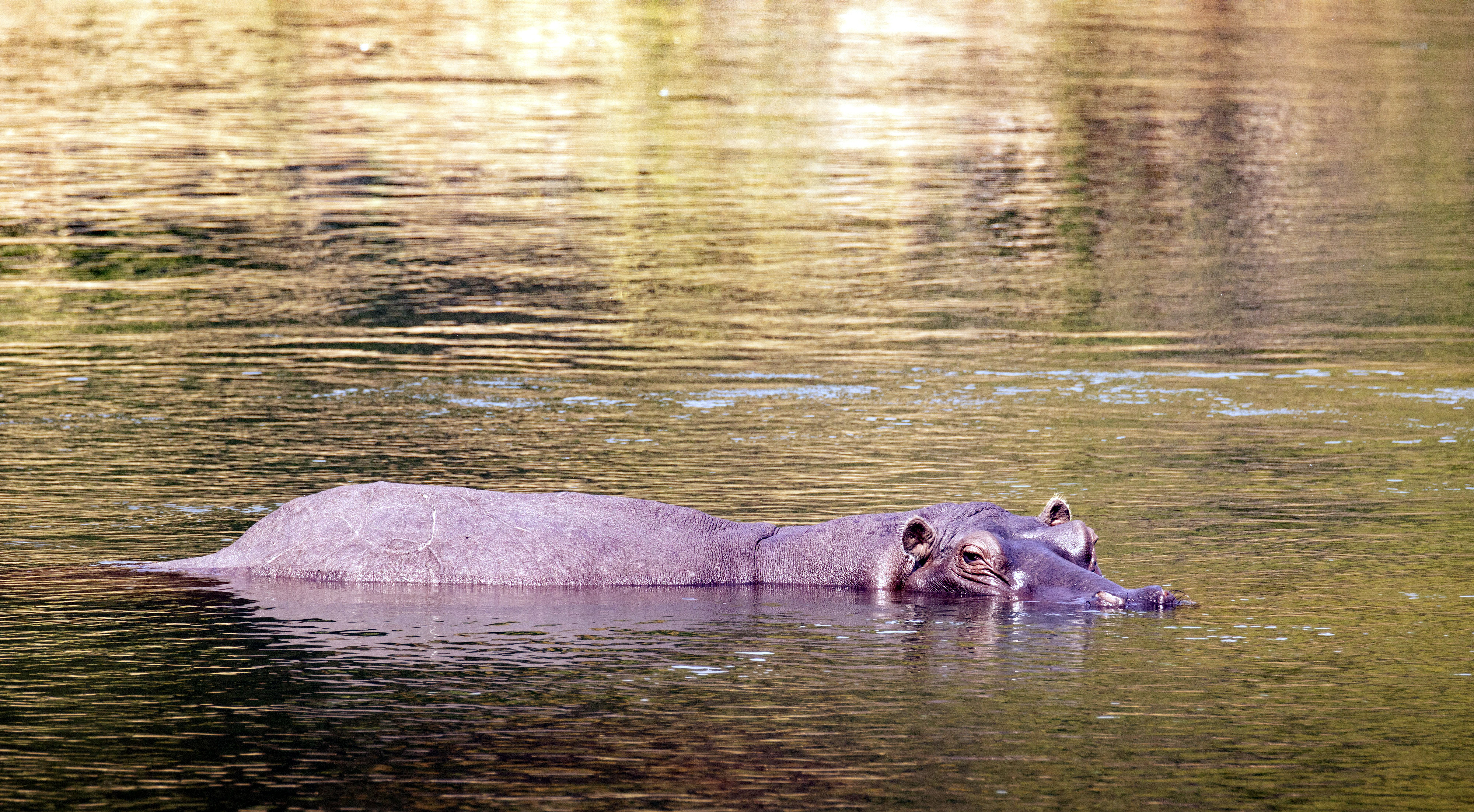 Flusspferd im Bwabwata-Nationalpark in Namibia