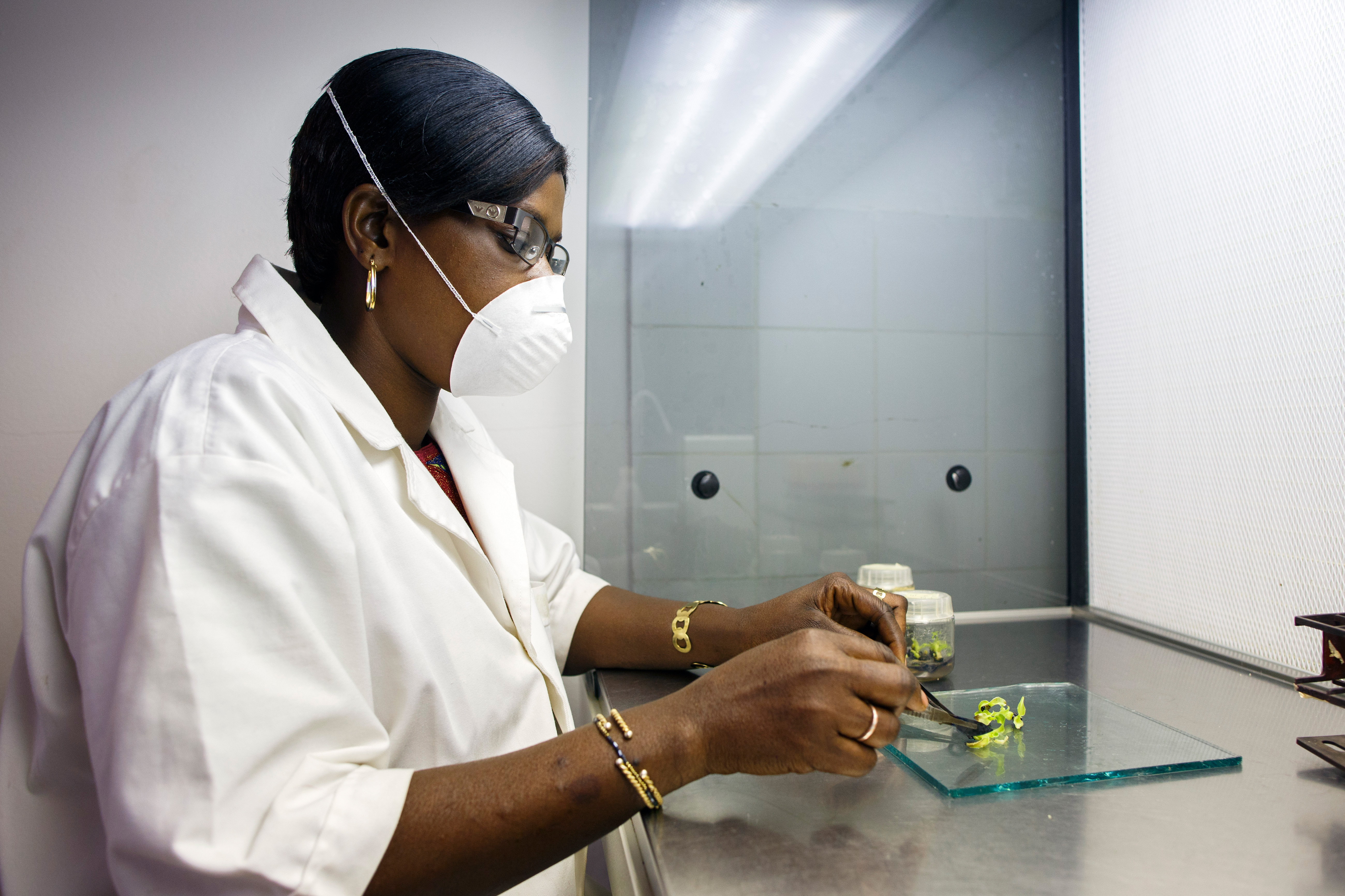 An employee of the Institute for Applied Agricultural Research and Training in Katibougou, Mali, dissects potato plants in the laboratory.