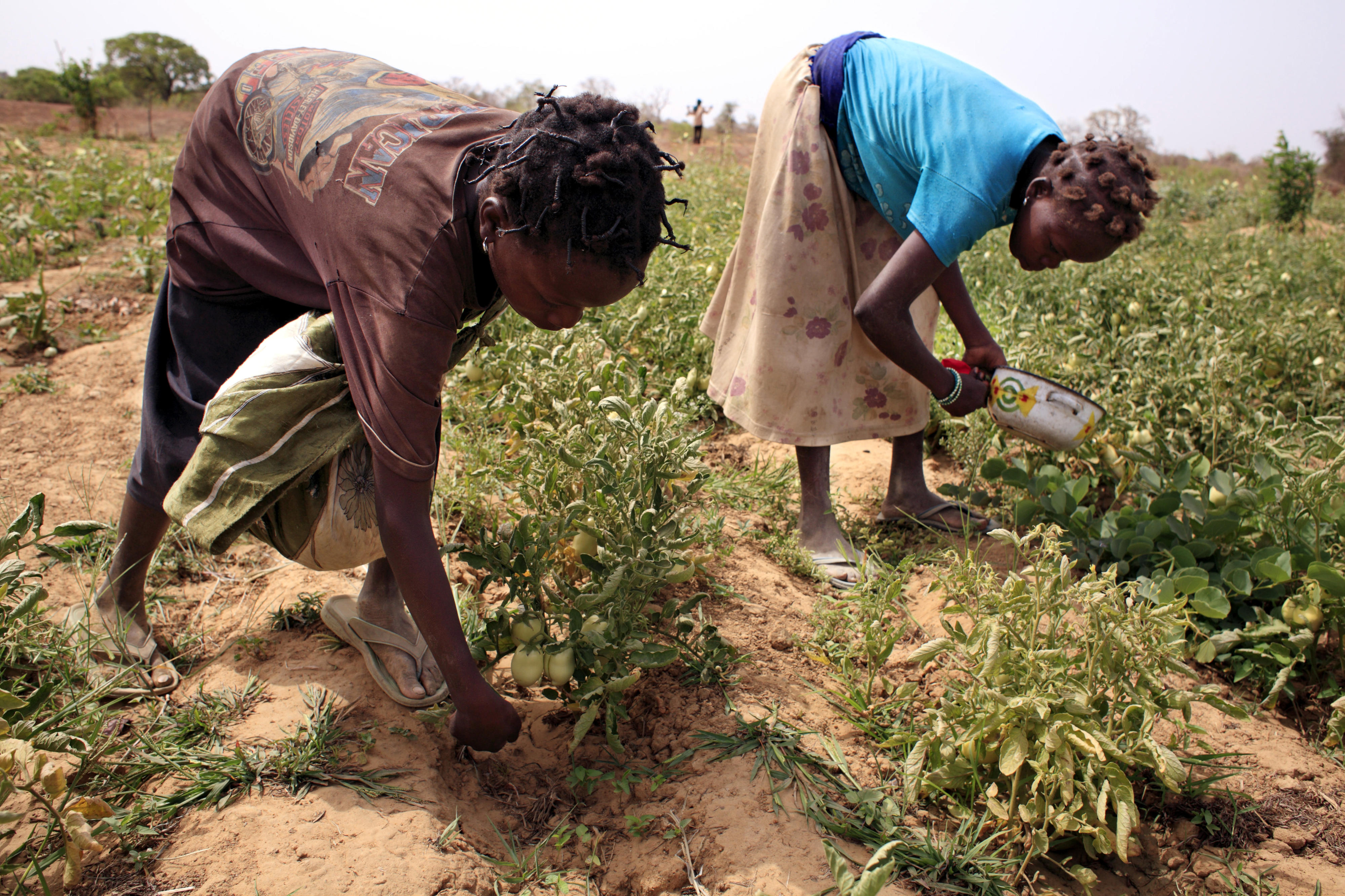 Anbau von Gemüse in Burkina Faso