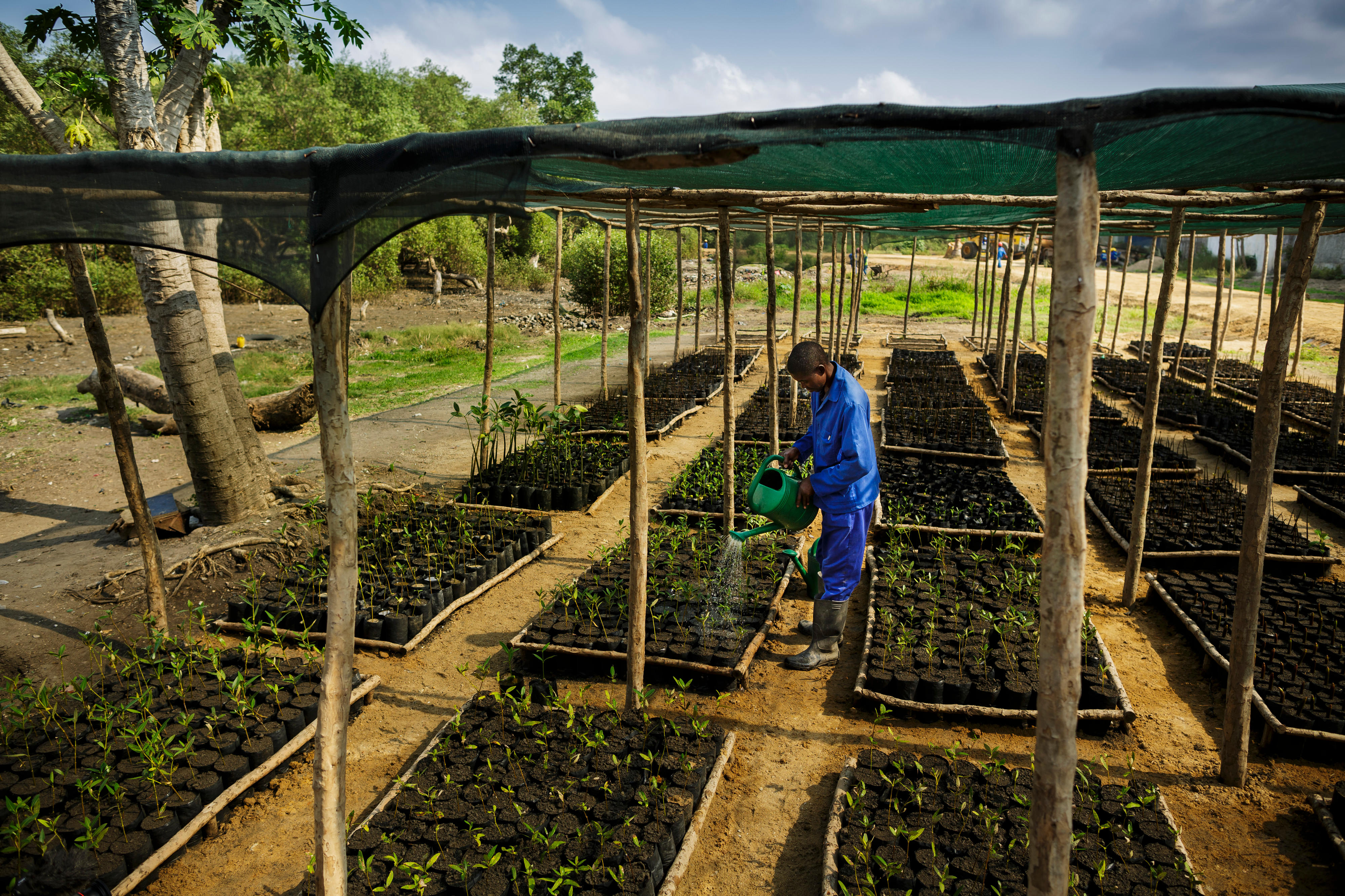 Ein Mitarbeiter einer Mangrovenbaumschule in Beira, Mosambik, giesst Setzlinge.