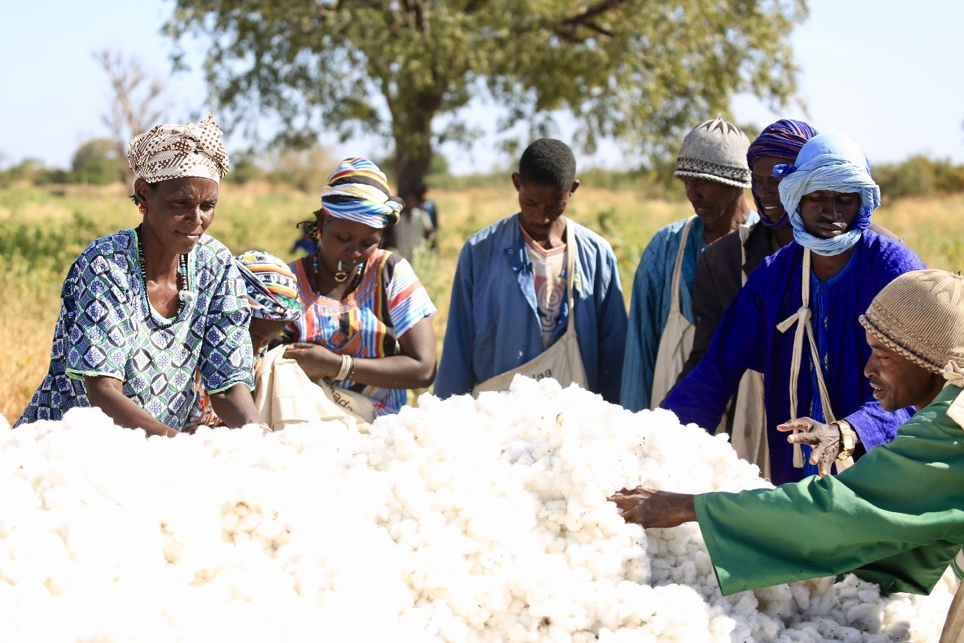 Arbeiterinnen und Arbeiter auf einem Baumwollfeld in Senegal. 