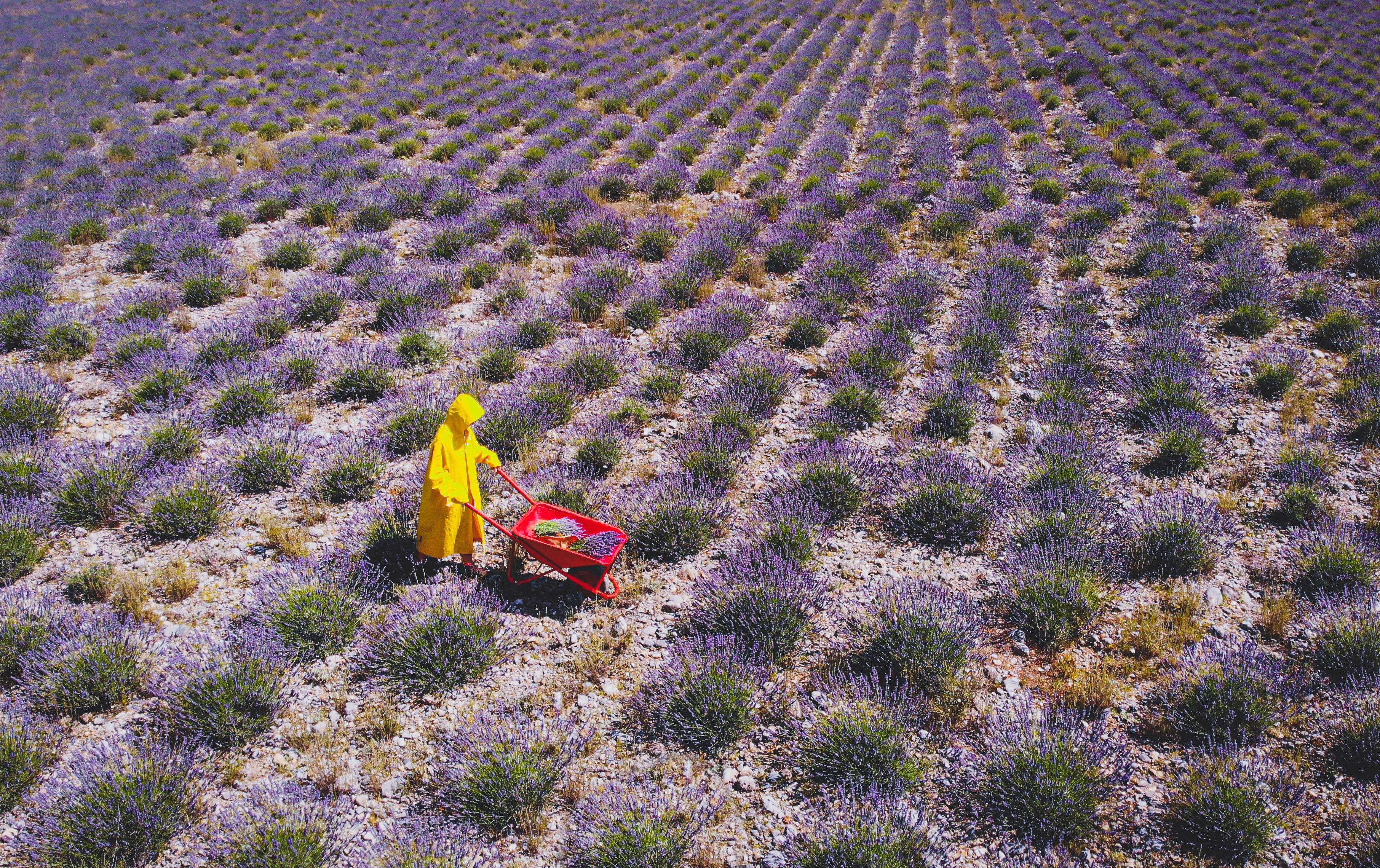 Lavender field in Koplik, Shkoder, Albania