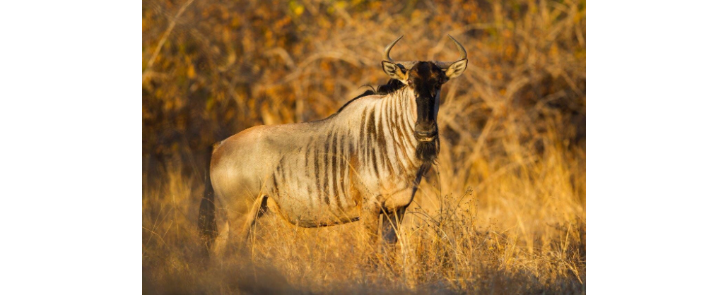 Ein Cookson-Gnu im North-Luangwa-Nationalpark in Sambia