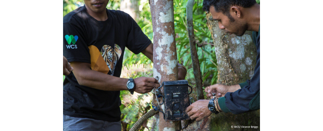 Im Gunung-Leuser-Nationalpark in Indonesien wird eine Wildtierkamera installiert.