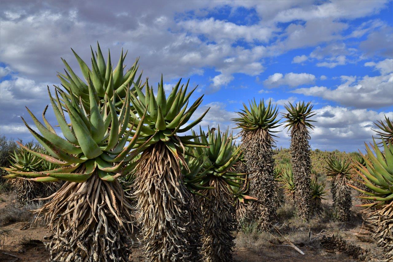 Aloe ferox