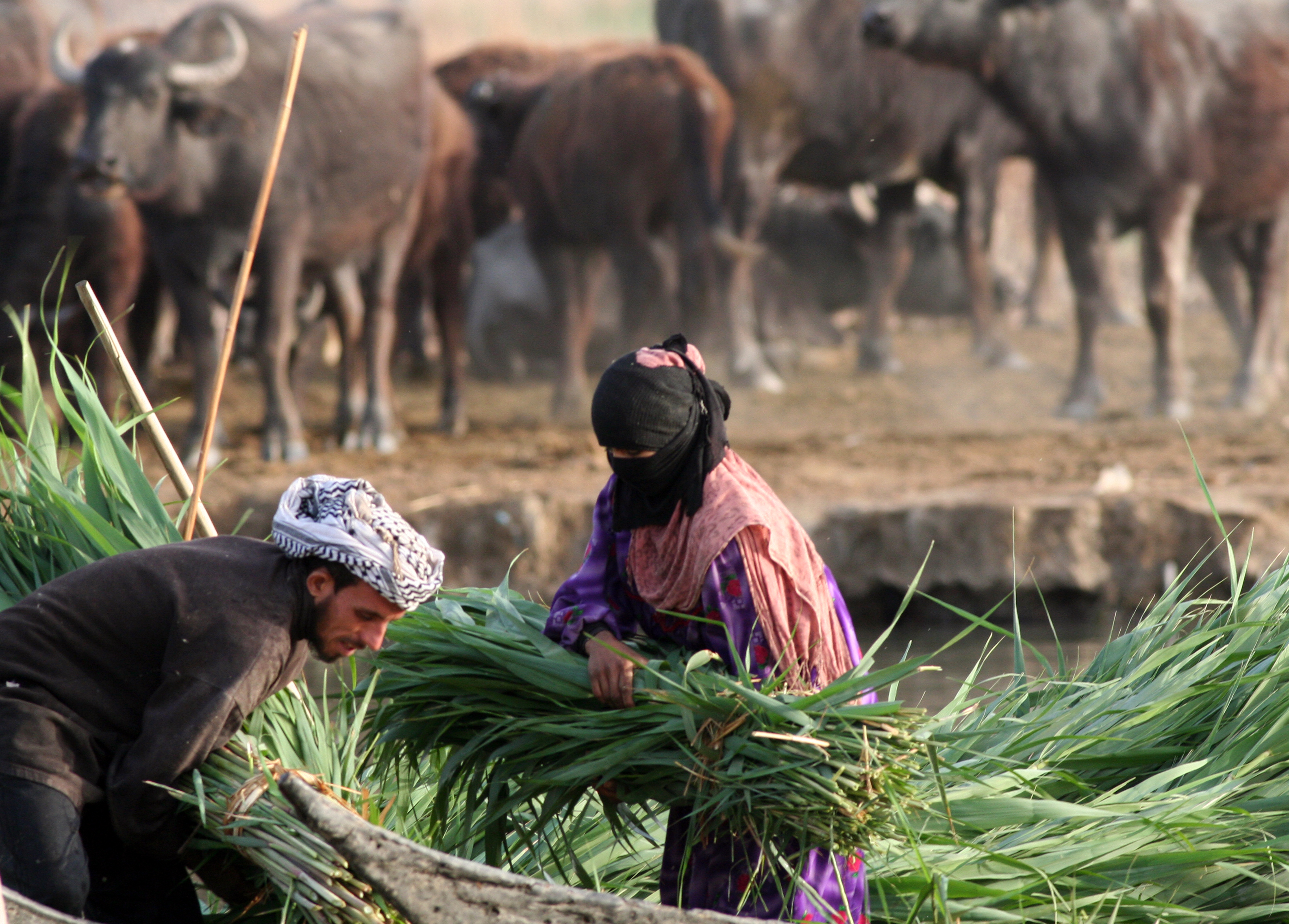 Harvesting reeds