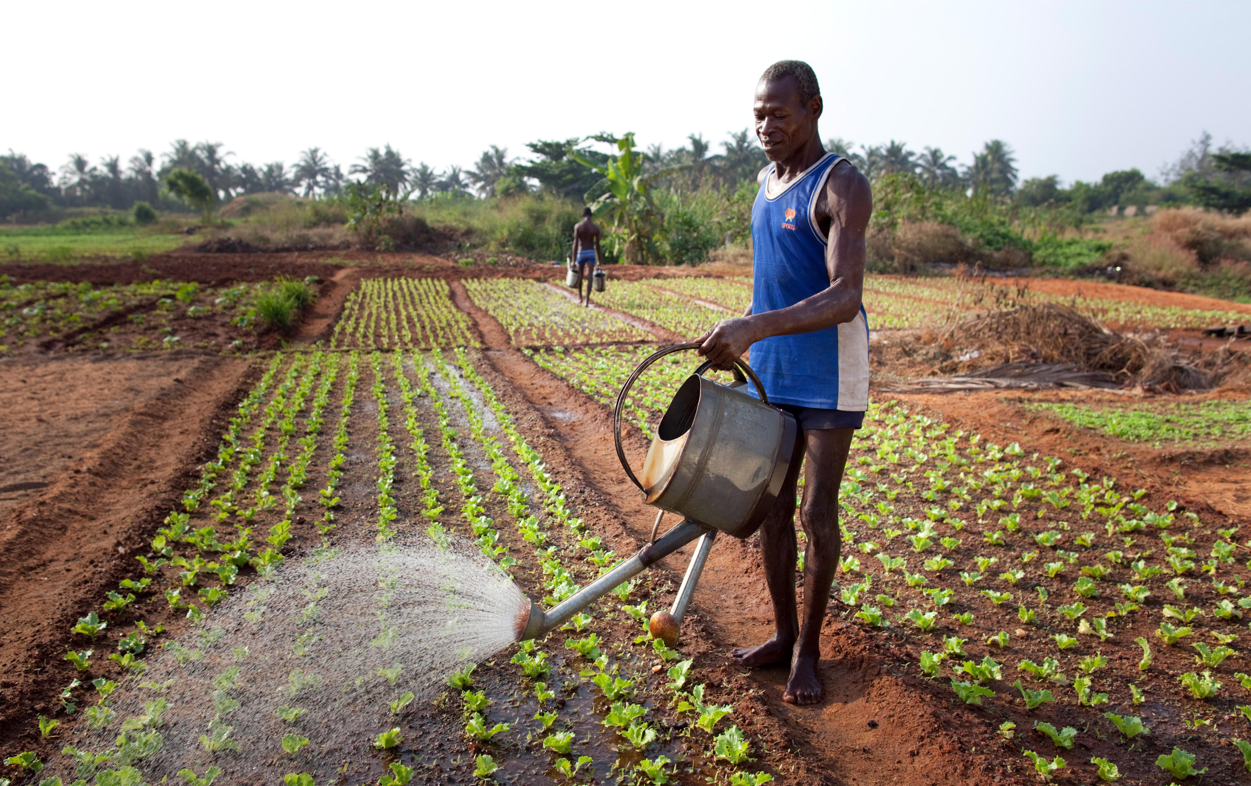 A farmer in Togo watering his field