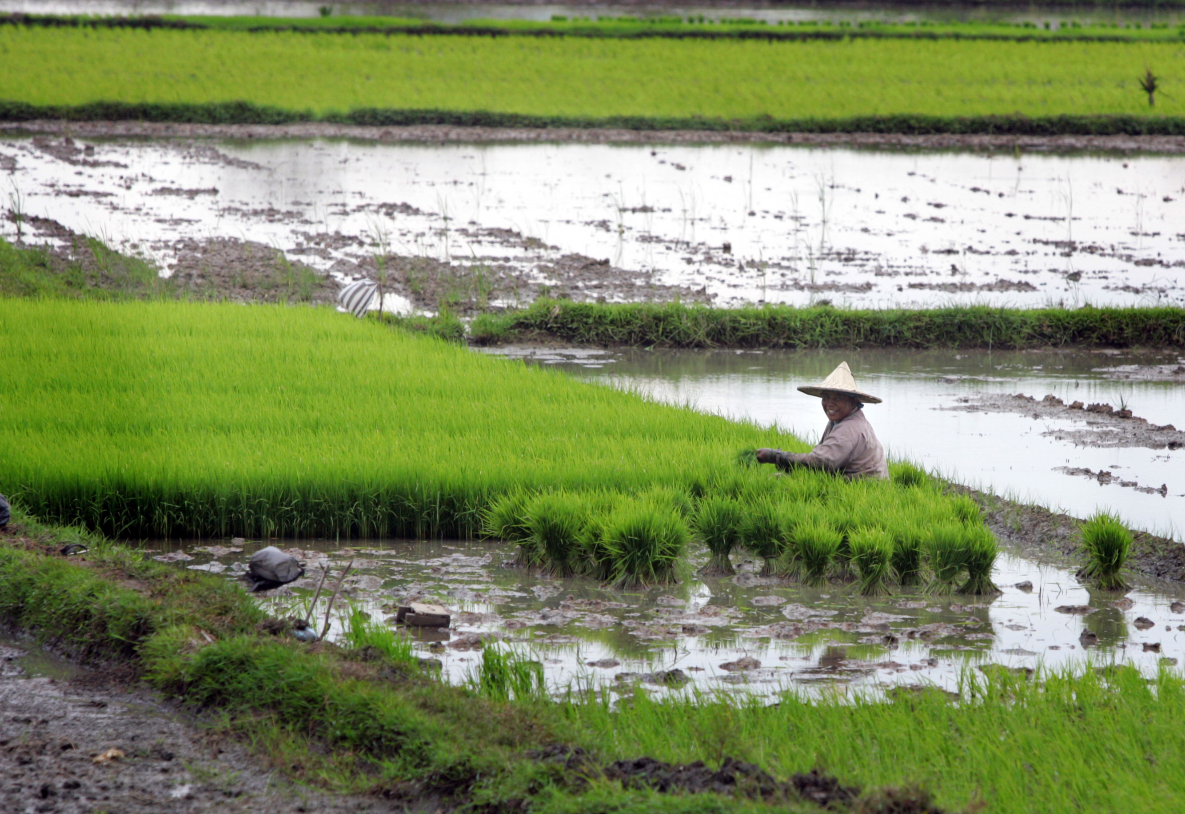 Reis paddies in Banda Aceh, Indonesia