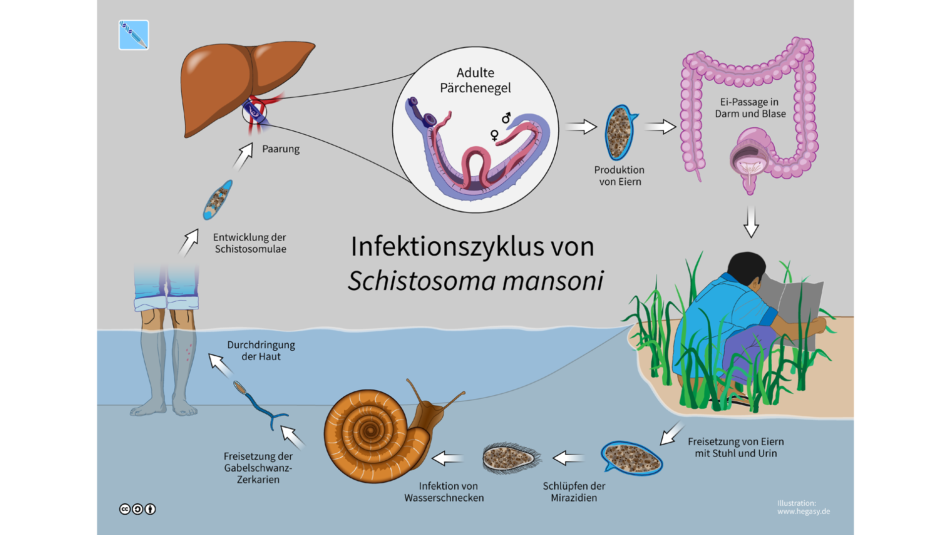 Infektionszyklus von Schistosoma mansoni