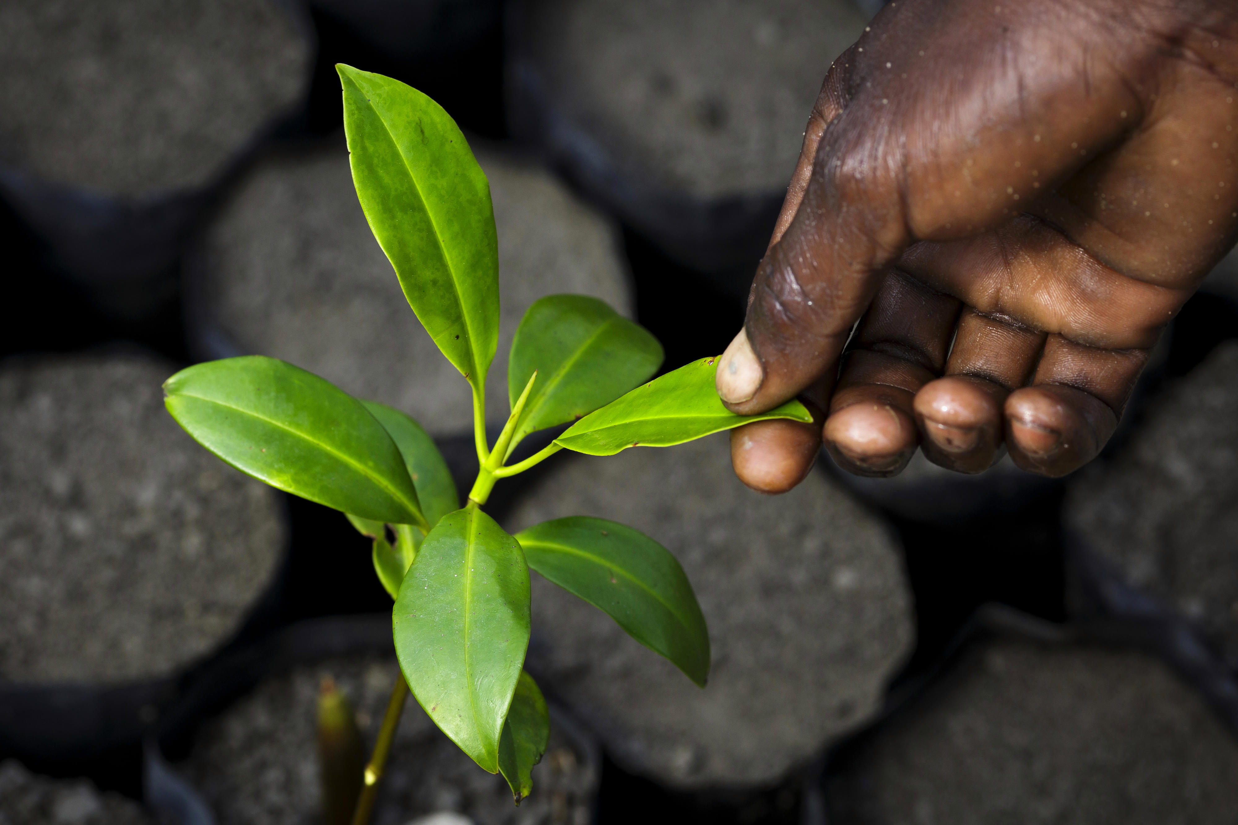 Gardener in a mangrove tree nursery. The trees are planted as erosion protection in the event of flooding.