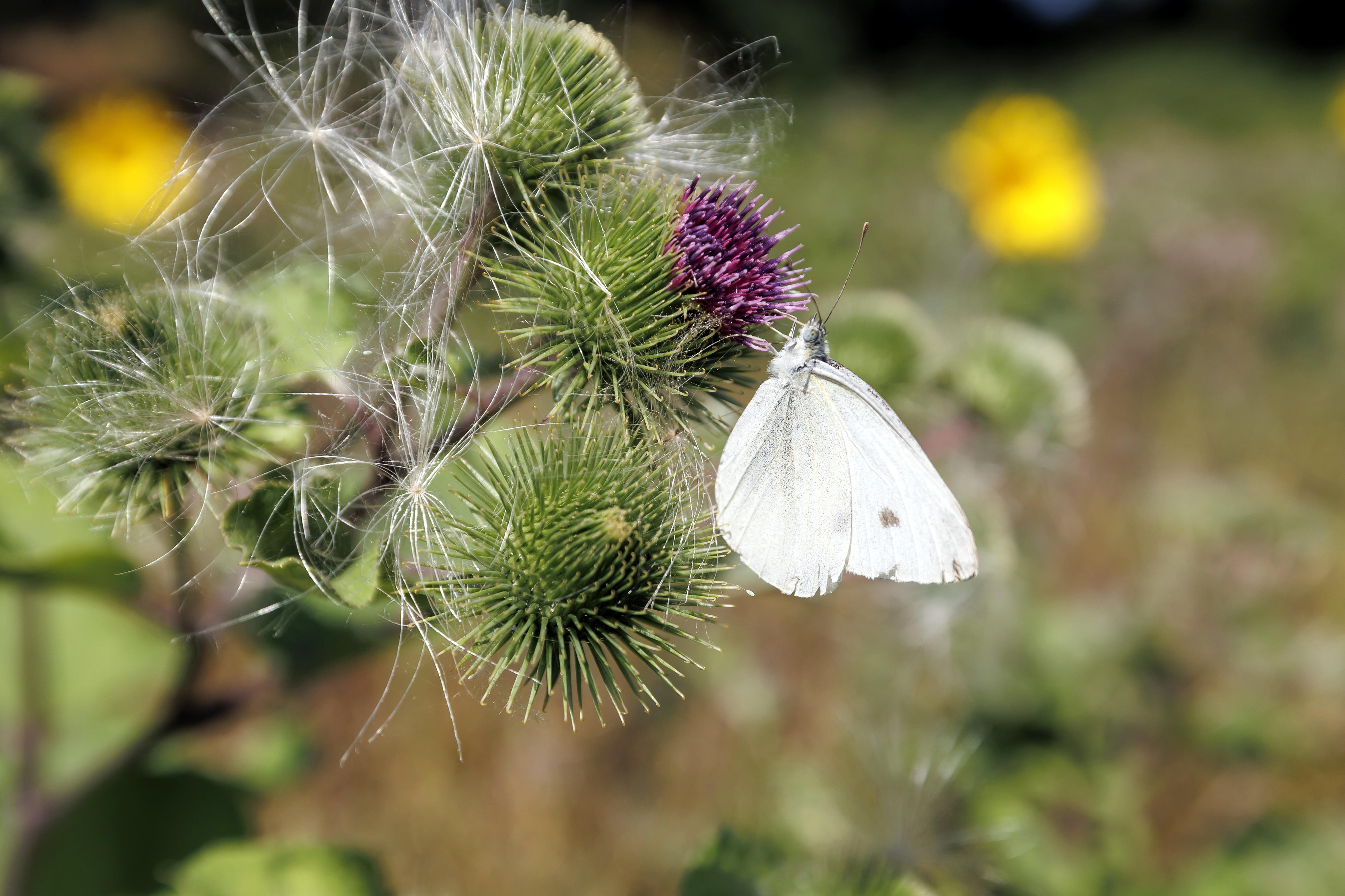 Thistle blossom with a butterfly (Pieris brassicae, cabbage butterfly) on a set-aside field