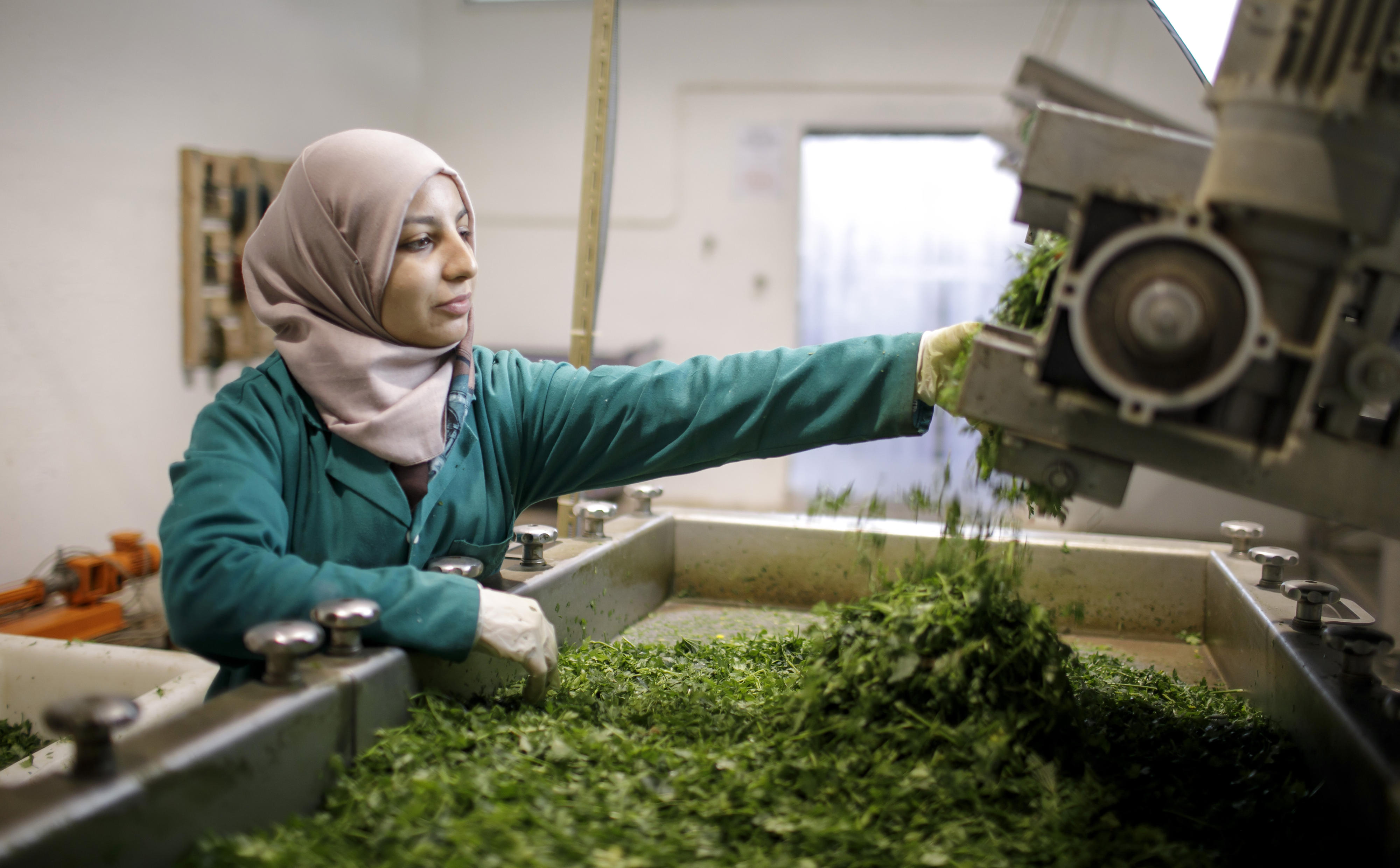 Production of organic dry herbs in Bouarada, Tunisia