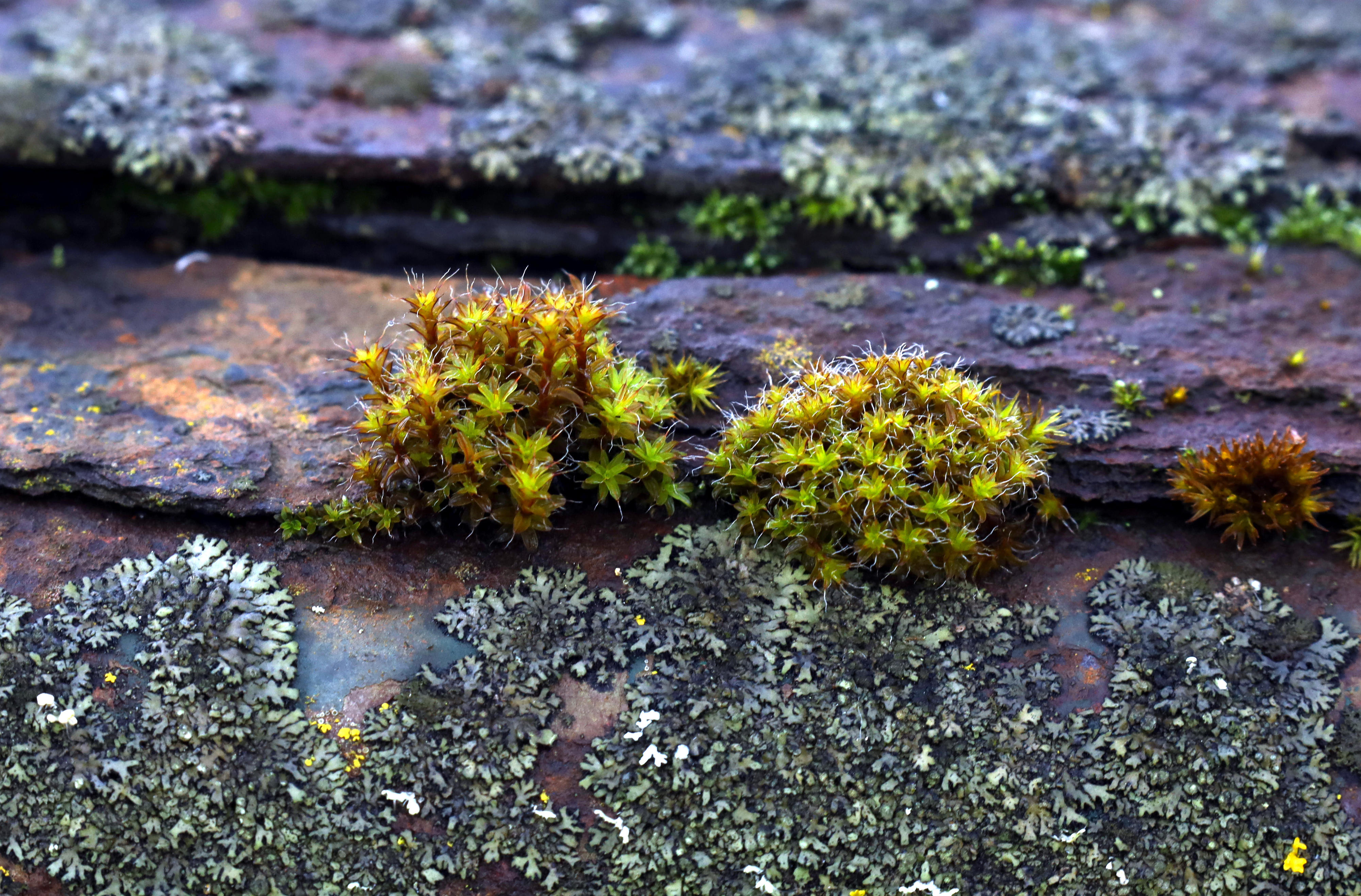 Various mosses and lichens 