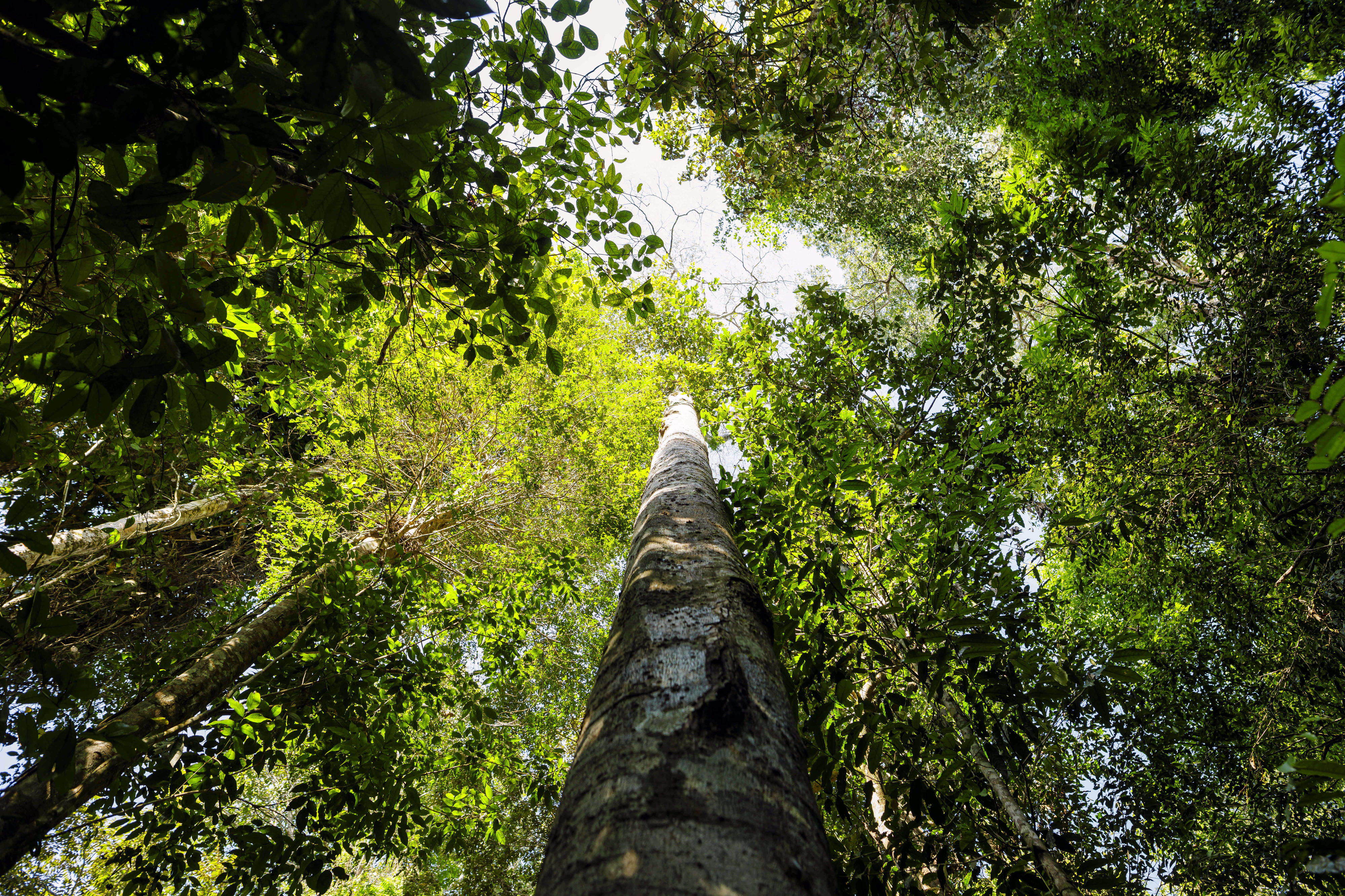 Rainforest in Brazil