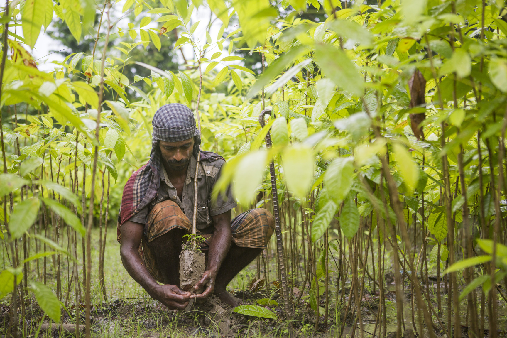 Mangrove tree nursery